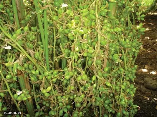 Baishnab ElaichiCardamom Plant elaichi9-thumb0