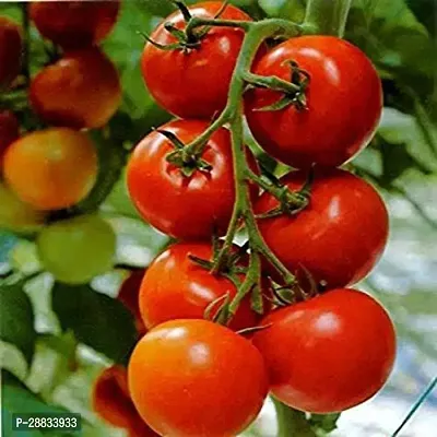 Baishnab tomato seed 250 dvbOrganic Tomato Pusa Ruby Seeds250PIECE