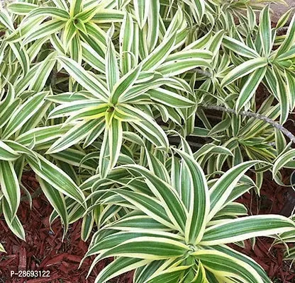 Baishnab Dracaena Plant HHK1-Draceana Reflex(Sone of India)-thumb0