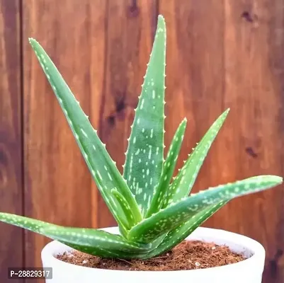 Baishnab  Aloe Vera Plant CF00074 Aloe Vera Plant-thumb0