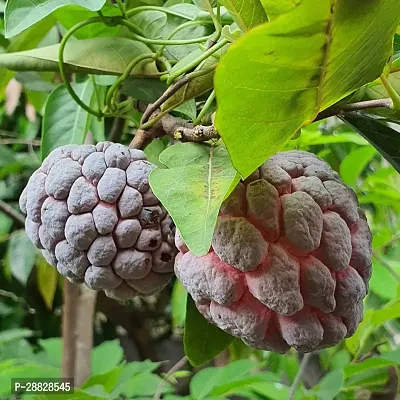 Baishnab  Custard Apple Live Plant Disha309094 C-thumb0