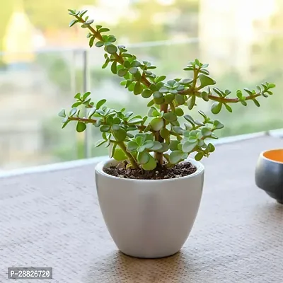 Baishnab  Jade Live Plant Good Luck Plant CF2071