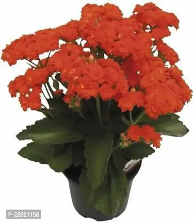 Baishnab  Kalanchoe Plant ORAN Kalanchoe Plant-thumb0