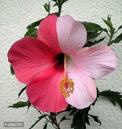 Baishnab Hibiscus Plant hig01