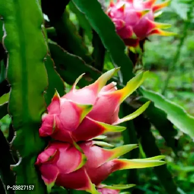 Baishnab  Live Dwarf Dragon Fruit Plant Dragon Tree