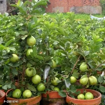 Baishnab  guava plants Pack of 1 Guava Plant-thumb0