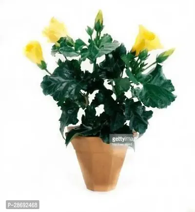 Baishnab Hibiscus Plant Rare Chemparathi Plant Exotic Hibiscus Yellow,1 Healthy Live Plant(Hybrid, Pack of 1)-thumb0