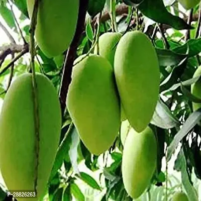 Baishnab  AMROPALI SWEET MANGO Mango Plant-thumb0