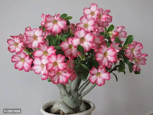 Baishnab  Adenium Adenium Plant-thumb0