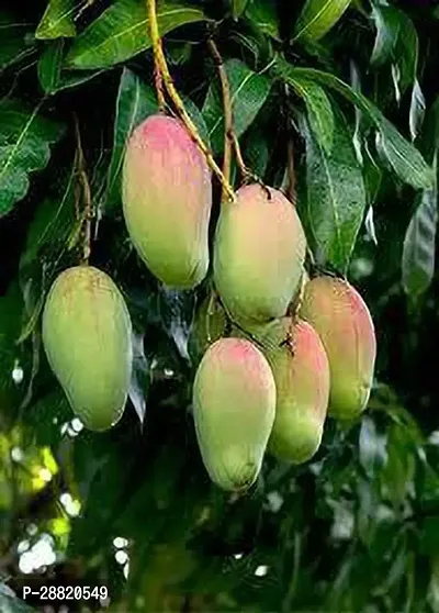 Baishnab  Rainbow Mango Plant Mango Plant-thumb0