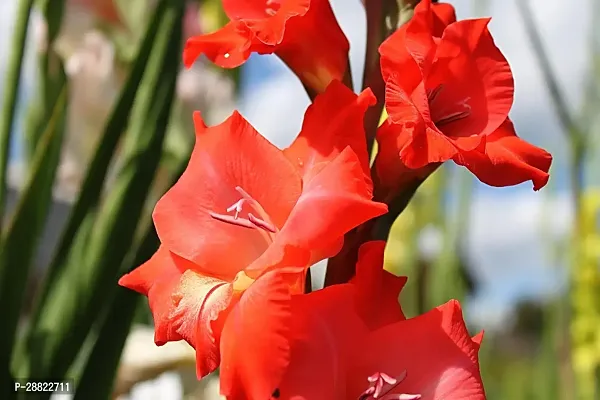 Baishnab  Gladiolus Red Flower PlantCFA262 Gladi