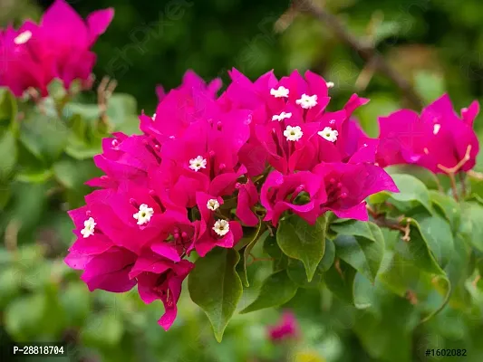 Baishnab  bcb11 Bougainvillea Plant