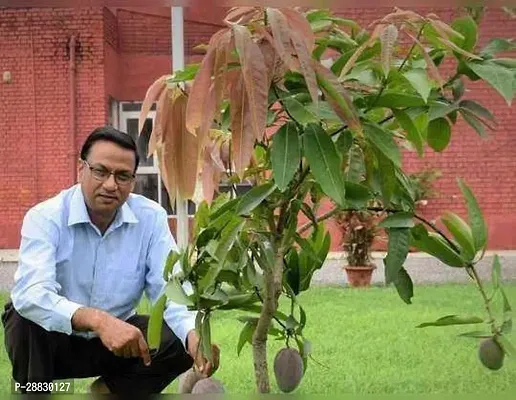 Baishnab  Amrapali Mango Plant A8 Mango Plant-thumb0