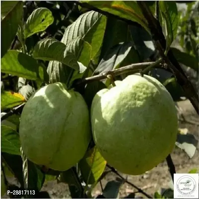 Baishnab  Guava Plant 151 Guava Plant-thumb0