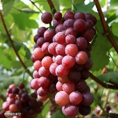 Baishnab  Grape plant 82 Grapes Plant