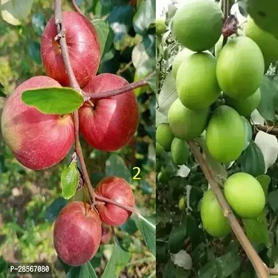 Baishnab Ber Apple Plant 2 TipeApple Bear Plant