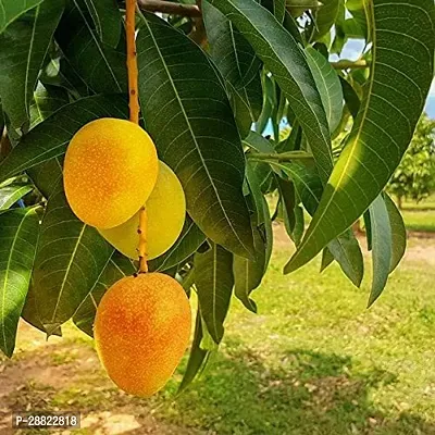 Baishnab Mango Plant-thumb0