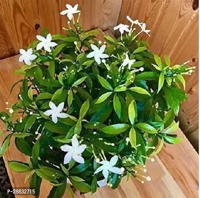 Baishnab  Chinese Tagar live plant Jasmine Plant-thumb0