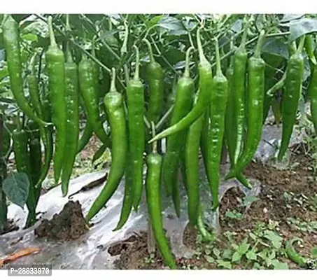 Baishnab Chilli seed 50ps mc frhMIRCHISEED 0150PIECE-thumb0