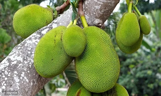 Baishnab  Green jackfruit plant Jackfruit Plant