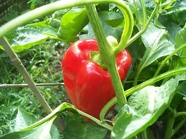 Baishnab Capsicum seed  20 psCapsicum Red seeds20PIECE-thumb1