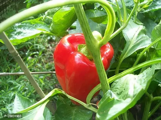 Baishnab Capsicum seed  20 psCapsicum Red seeds20PIECE-thumb2