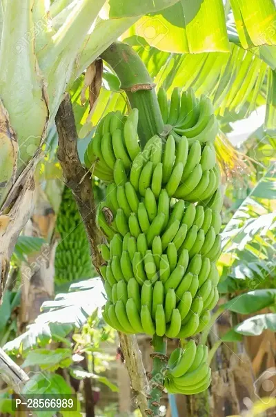 Baishnab Banana Plant Rajapuri Banana Plant-thumb2