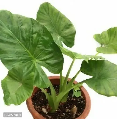 Baishnab ZZ Plant Saraswati GardensAlocasia Green -Live Plant1 Healthy Live Plant With Plastic Bag-thumb0