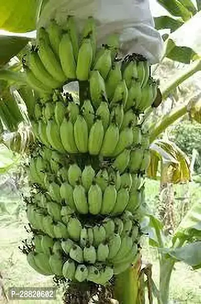 Baishnab  Pisang Awak Banana Plant Banana Plant-thumb0