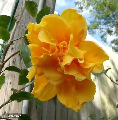 Baishnab  Yellow Hibiscus PlantJoba PlantCFA162-thumb0