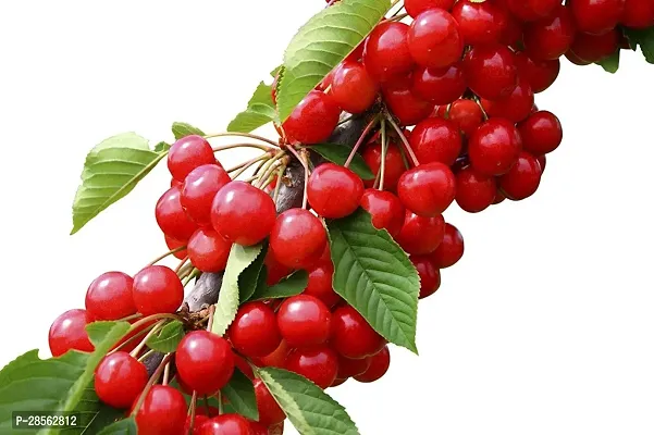 Baishnab Cherry Fruit Plant Gardens Live Plant Wi Cherry Dwarf Sweet Fruit Barbados 1 Garden Plant-thumb0