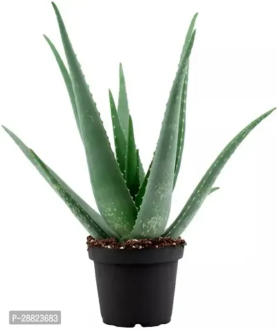 Baishnab  Aloe Vera Plant CF00026 Aloe Vera Plant-thumb0