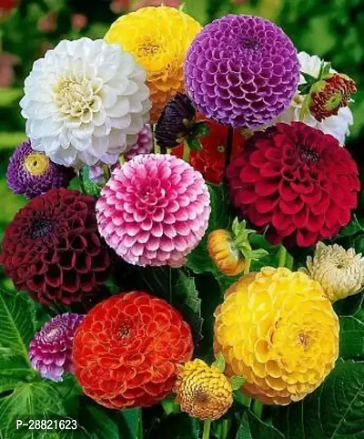 Baishnab  dahlia seeds Davallia Fejeensis Plant-thumb0