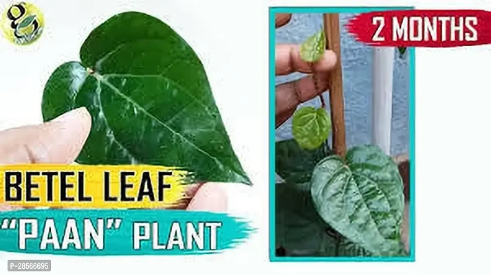 Baishnab Betel Leaf Plant BETEL LEAF PLANT AA