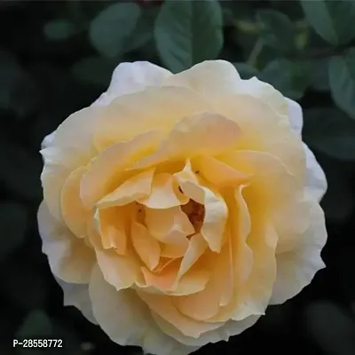 Baishnab Rose Plant Rose (Light Yellow) - Plant