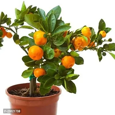 Baishnab  Orange Fruit Santra Grafted Orange Pla-thumb0