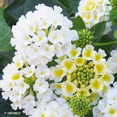 Baishnab  Lantana live plant White Color Flower 1 H-thumb0