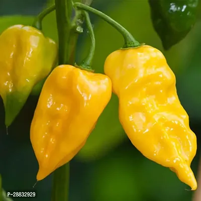 Baishnab Chilli seed 250ps mc ytHabanero Lemon Hot Chili Pepper SeedsExotic Chilli Seeds250PIECE