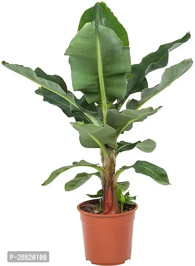 Baishnab  BA01 Banana Plant-thumb0