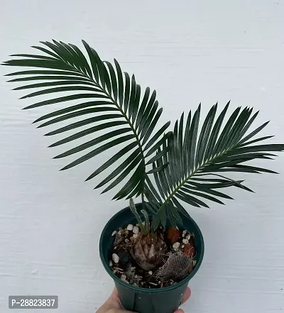 Baishnab  Cycas Revoluta Plant Live Plant CF581 C-thumb0