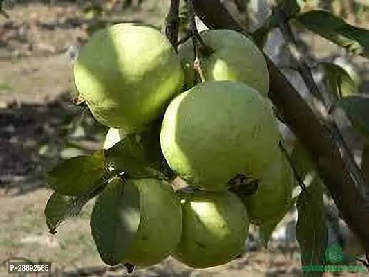 Baishnab Guava Plant HAU