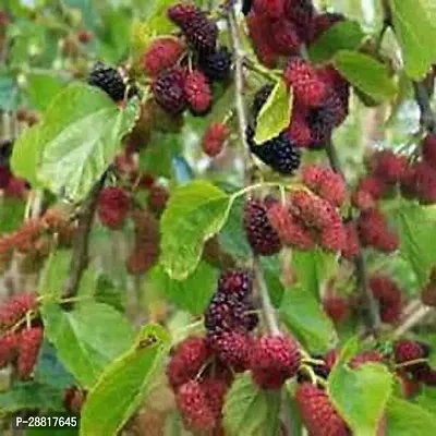 Baishnab  Mul Berry Plant 039 ShahtootMulberry Pla-thumb0