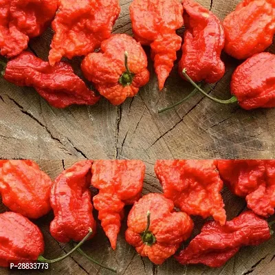 Baishnab chilli seed 100 per packet mkl Organic Carolina Reaper Pepper Chilli100PIECE-thumb0