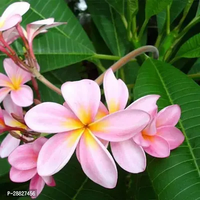 Baishnab  Plumeria Champa Pink  Plant Plumeria-thumb0