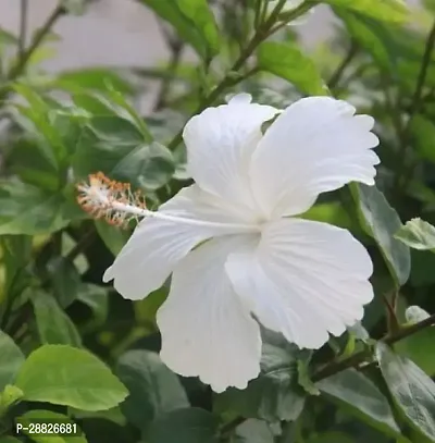 Baishnab  RH195 Hibiscus Plant-thumb0