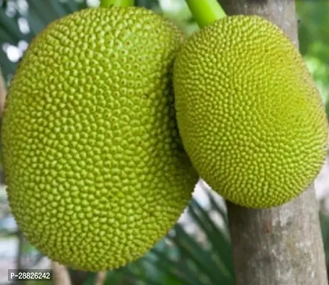 Baishnab  Live Jackfruit Plant  Fanas Kathal Jack-thumb0