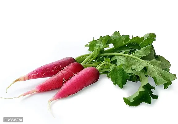 Baishnab Seed 1000per packet XF485 Radish Red Long Vegetable Seeds 1000 Seed1000PIECE