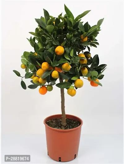 Baishnab  OOO01 Orange Plant