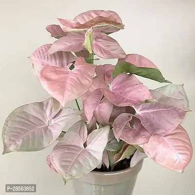 Baishnab Syngonium Plant Pink Syngonium-thumb0