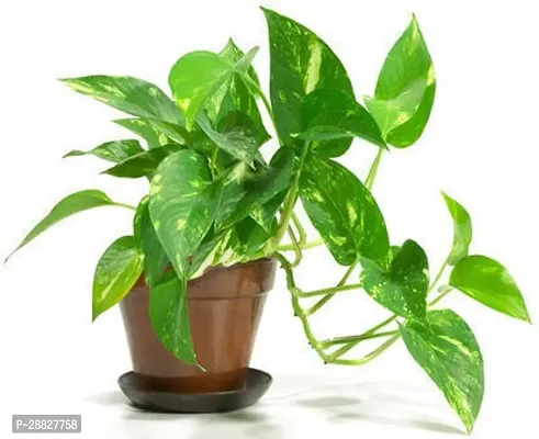 Baishnab  Money Plant CF00160 Money Plant-thumb0